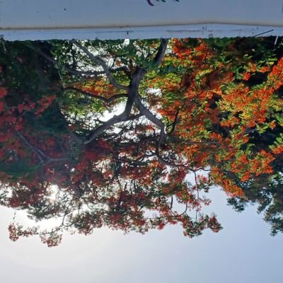 asacjoe's profile picture. 