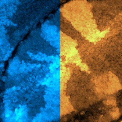 Studying molecular switches in development and disease using #Drosophila #Genetics, #CellBiology.