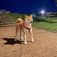 柴犬プーちゃん (@dpc8ufxxhglgcqb) 's Twitter Profile
