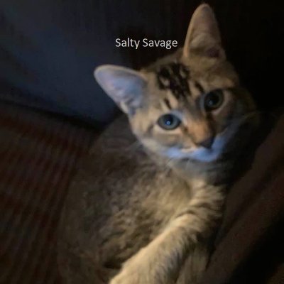 saltysavagemom's profile picture. 