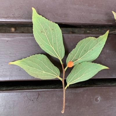 植物の力を借りて地球をどうにか良く出来ないかなと考えてます。好きな音楽はコステロ、Vモリソン、ドゥービーブラザーズ、Mグロッソetc、近頃は藤井風。呟きっ放しになると思います。すみません。