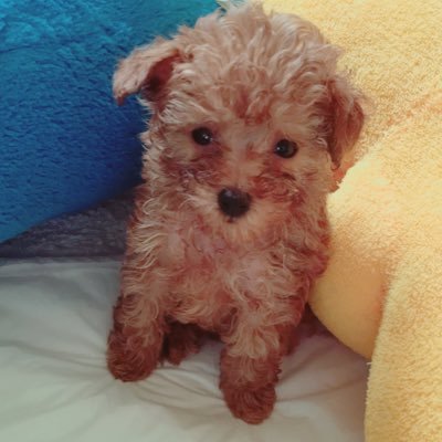 chiroru_family's profile picture. ティーカッププードルのチロルですU・x・U
皆さんの日常の癒し♡になればと思い
TwitterやYouTubeに動画投稿予定です‼️

フォローやコメント、チャンネル登録
宜しくお願い致します٩(๑❛ᴗ❛๑)۶