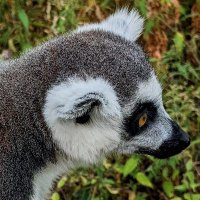 Jacob (@jacobthelemur) 's Twitter Profile