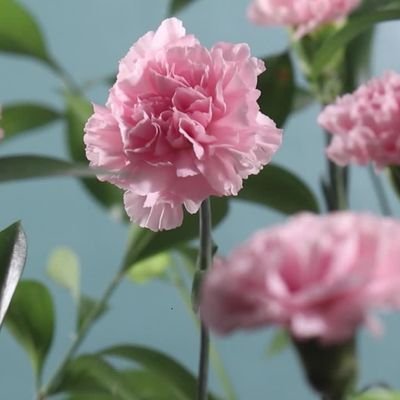 lamsatamal222's profile picture. أنت من تصنع السعادة لنفسك ⚘️