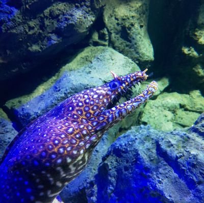 戻ってこれないよまい🦒さんのプロフィール画像