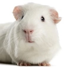 Cávido Histricomorfo pago por la industria farmacéutica. “Cobaya control”