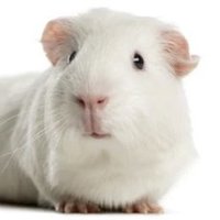 Guinea Pig (@ivanale_85) 's Twitter Profile