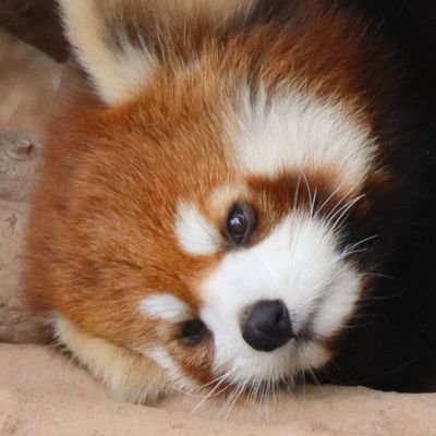 季渝安 ·̫ •｡ᐡさんのプロフィール画像