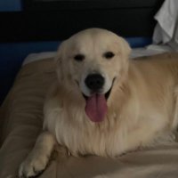 Chow for now (@devonian1342) 's Twitter Profile