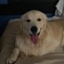 Chow for now (@devonian1342) Twitter profile photo Chow for now (@devonian1342) Twitter profile photo