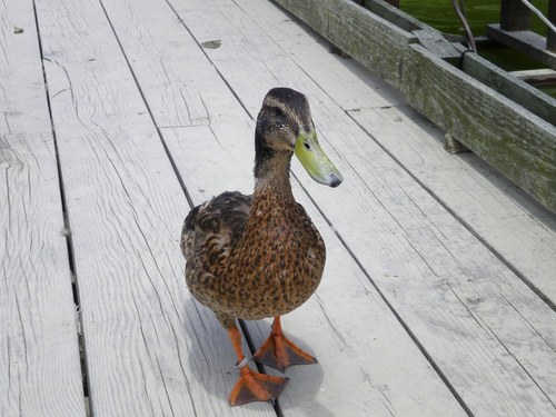 ahirufamily's profile picture. 