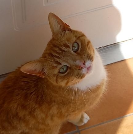 American in Sweden since 2002. Proud liberal, wife, mother, and servant to fur-babies (Simba and Clara).