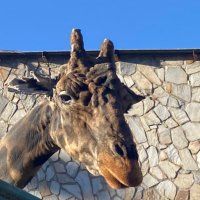 ali sari (@doktorali) 's Twitter Profile Photo