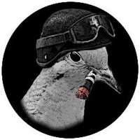 John Dove - @HootinPigeon Twitter Profile Photo