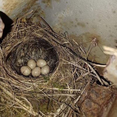 I look for bird nests every year and take pictures of the eggs🥚🌱🐦🥚🐦

South Wales