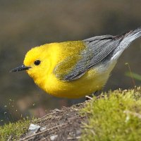 Dan Bright (@danbright_) 's Twitter Profile