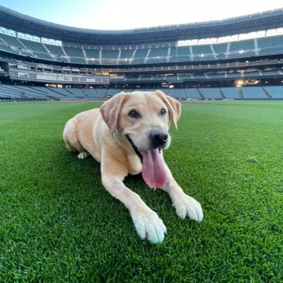 The official pup of the @Mariners! Can do a barrel roll, loves fetch, will sign autographs for treats 🐾