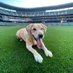 Tucker the Mariners Pup (@marinerspup) Twitter profile photo Tucker the Mariners Pup (@marinerspup) Twitter profile photo