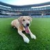 Tucker the Mariners Pup (@MarinersPup) Twitter profile photo