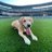 Tucker the Mariners Pup