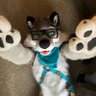 ColeWuff's profile picture. 20’s 🤍 Positive Vibes 🖤 Epileptic 🫂Anime 🇯🇵 Taken 💜 @Finnthepanther 💛 DMs Open 🔞 TikTok🐺 Comp Sci MAJOR 🎓