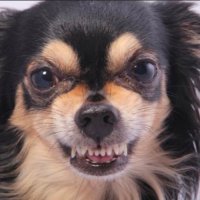 Killer Chihuahua(@KlllrChihuahua) 's Twitter Profile Photo