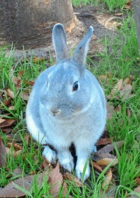 netherlanddwaf's profile picture. 9歳を達成して逝ってしまったnetherlanddwaf　John（会長）。
大勢のウサ友さんのいる人気者でした。