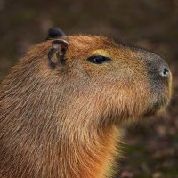 Henr 🦖 (@comentaoreality) 's Twitter Profile Photo Henr 🦖 (@comentaoreality) 's Twitter Profile Photo