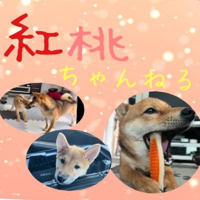 愛犬の成長記録になります。 2021年6月27日より豆柴を飼うことになりました。 名前は紅(べに)と言います。女の子です。生年月日2021年2月27日です。YouTubeには下手くそな動画を一応UPしていますので気になる方は是非見て頂ければ幸いです。2022年8月3日に桃(もも)が家族に加わりました！