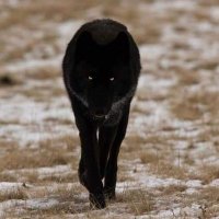 Cowboy (@bigjake73155137) 's Twitter Profile