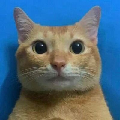 me gustan los michis meow