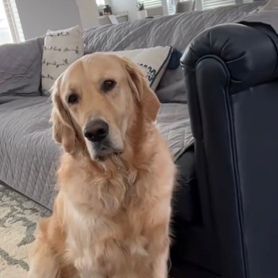 CryptoGoGurt's profile picture. Crypto Dog Junkie