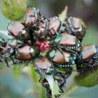 isaygrays's profile picture. 3am eternal