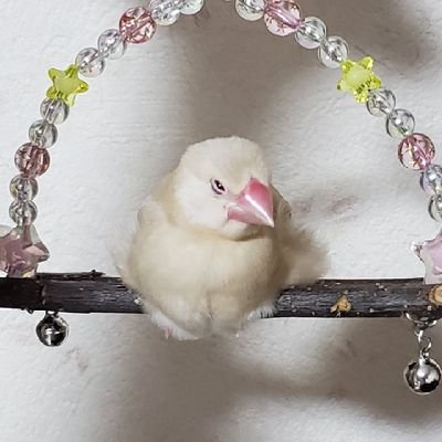 苑央さんのプロフィール画像