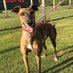Greyhound Adoption @ Seaside Greyhounds (@SeasideGreys) Twitter profile photo