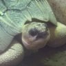 nogekamechan's profile picture. かめ活を楽しむアカウントです☆
動物園水族館によく足を運びます
無言フォロー失礼しますm(_ _)m
フォロー＆いいねしてくださった方 ありがとうございます(^^)