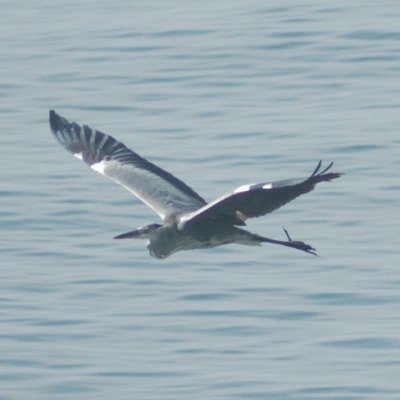 heron_060409's profile picture. 数年前からポトレ撮影を再開した、コンデジ使用のアマチュアカメラマンです。昔バードウォッチングやってまして、HNのヘロンは英語でアオサギ（円内の鳥）。SNS初心者のため失礼ありましたらお許しください。SF、特に小松左京、松本零士、手塚治虫、田中芳樹、梶尾真治等々の諸先生方の熱狂的ファンでもあります。