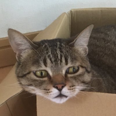 mamemamesha Profile