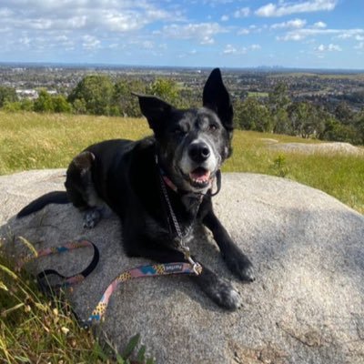 asiagocat's profile picture. 