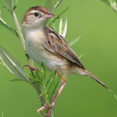 生き物大好きです。偶然の出会いに幸せを感じます。写真は下手です。生息証拠のための写真です。(リウマチ性多発筋痛症2020年秋発症 ただいま寛解中ですが、腱板断裂2カ所見つかり手術予定)