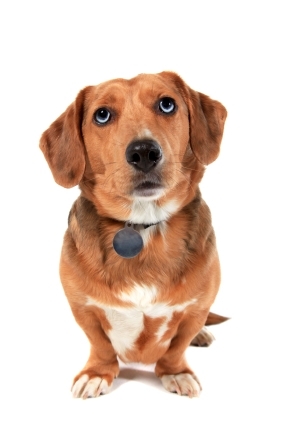 dogloversusan's profile picture. A dog lover and trainer who helps owners alike to solve behavior problem of their pet dogs.