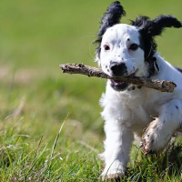 GO Bilu (@clarojoo) 's Twitter Profile