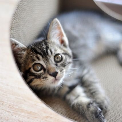 sasukenekochan's profile picture. フォローご自由に(ヤバい垢の人はやめて)

2022年8月5日から、キジトラ猫を飼いはじめました🐱　
今現在はOM-1+150-400mmPro・NikonD500・600mmf4Gがメインです。カワセミや野鳥・トンボなどを撮ります😃