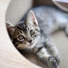 sasukenekochan's profile picture. フォローご自由に(ヤバい垢の人はやめて)

2022年8月5日から、キジトラ猫を飼いはじめました🐱　
今現在はOM-1+150-400mmPro・NikonD500・600mmf4Gがメインです。カワセミや野鳥・トンボなどを撮ります😃