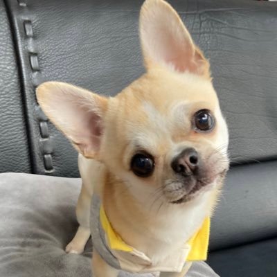 Ray_develop's profile picture. Flutterエンジニアです🧑💻
