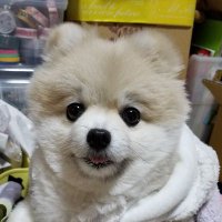 みみ (@chobitomimisuke) Twitter profile photo