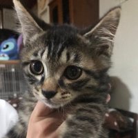 れんげ (@8rjxhlarhfwk9l2) 's Twitter Profile
