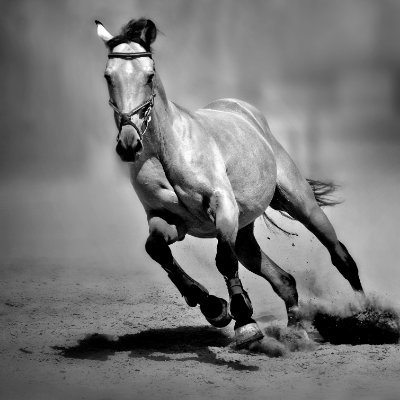 Suivez-moi pour les meilleurs pronostics et analyses de courses de chevaux  augmentez vos chances de gagner  #turf #pronostics #coursesdechevaux