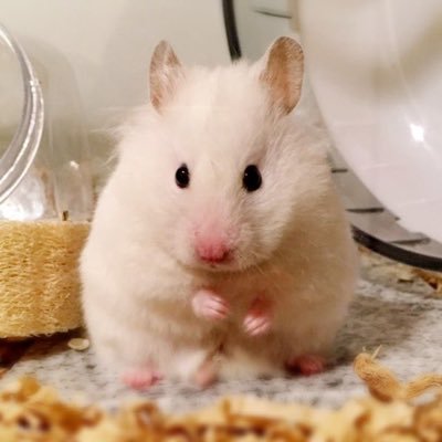 나에게 찾아온 락스타 햄냥이 🎹🤘 #정수