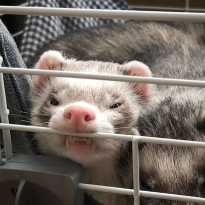 chaphon_owo_or's profile picture. Подарите робата пж....